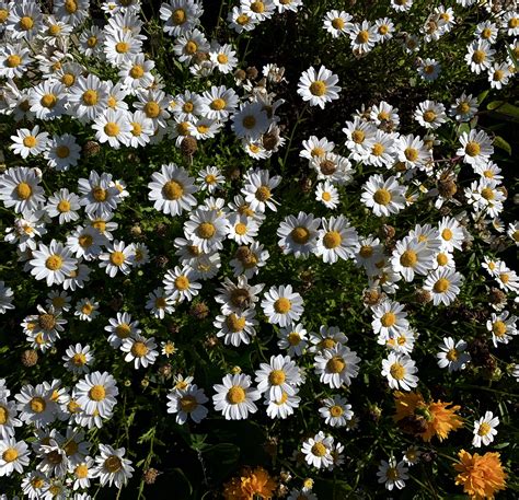 Daisy Flower Garden - DIY