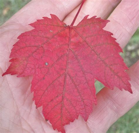 More Maples - Tree Guide UK - More Maple trees identification