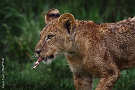 Cute lion cub close-up detail with bone, African danger animal, Panthera leo, Okavnago delta ...