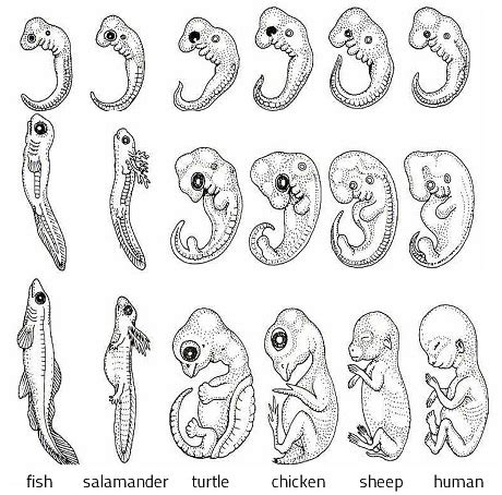 Fish Embryo Vs Human Embryo