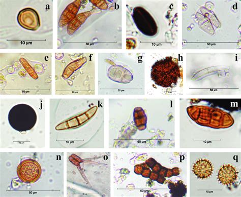 Fungal Spores