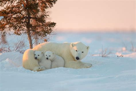 Polar Bears HD Wallpapers - Wallpaper Cave