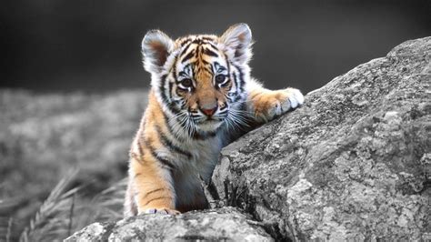 Baby White Tiger Wallpaper With Blue Eyes