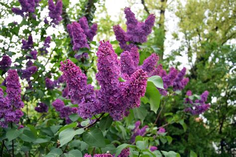 Lilac | Description, Major Species, Varieties, & Facts | Britannica