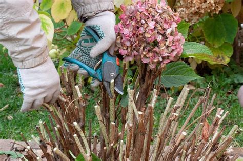 How to Prune Hydrangeas in Fall? - My Heart Lives Here