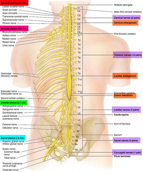 Spinal Cord Anatomy - Parts and Spinal Cord Functions