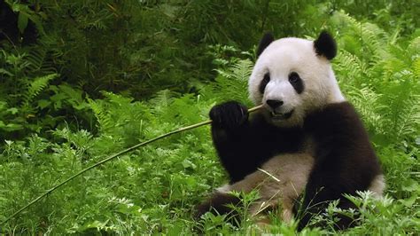 Online crop | Panda Bear eating bamboo shoots HD wallpaper | Wallpaper Flare