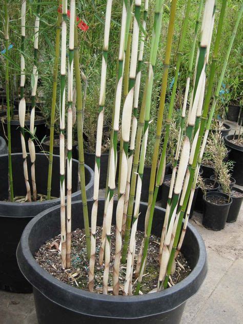 10+ Best Bamboo non invasive clumping images | bamboo, bamboo garden, bamboo plants