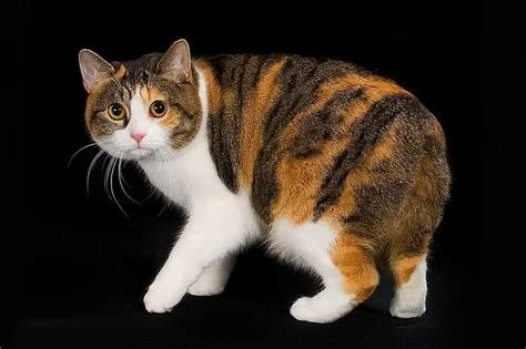 Manx Cat – Purrfect Cat Breeds