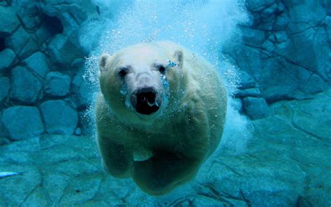 Polar Bears Wallpapers - Wallpaper Cave