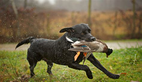 11 Dog Breeds for Duck Hunting - The Hip Chick