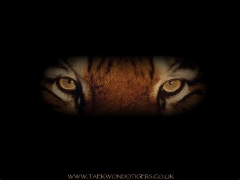 Tiger Eyes Wallpaper Hd