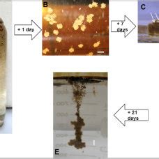 (A) Marine snow formation in SURF I +GoM-oil. (B) About 25 flocs (5 mm... | Download Scientific ...