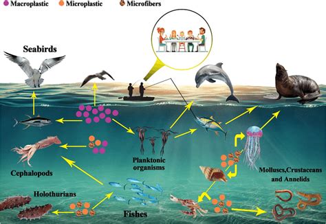 The path of macroplastics and MFs entering the food chain | Download Scientific Diagram