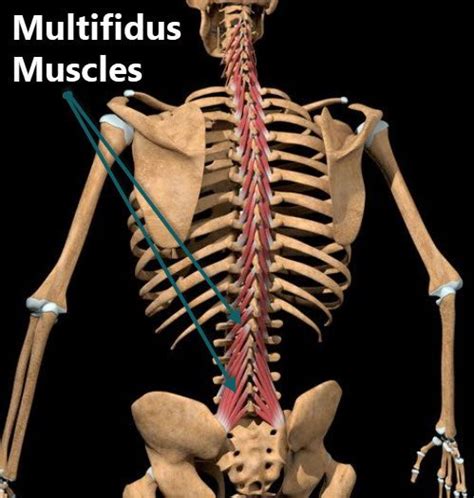 Lower Muscles of Back Anatomy and Low Back Pain