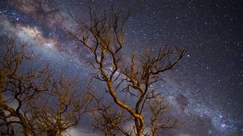 Milky Way Galaxy Tree Dark 4k Wallpaper,HD Nature Wallpapers,4k Wallpapers,Images,Backgrounds ...