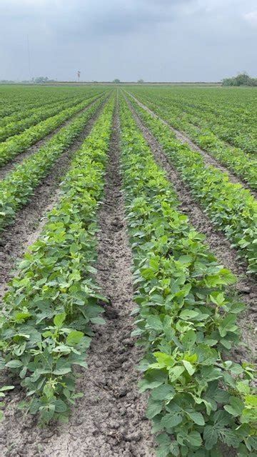 Development of Unique Soybean Varieties Fills Export Gap - Research Highlight - Soybean Research ...