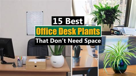 15 Best Office Desk Plants That Don’t Need Space - YouTube