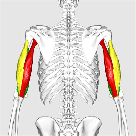 Muscle of the Month: Triceps — SPEARS STRONG