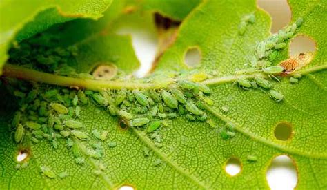 Lemon Tree Pests: How to Identify and Prevent - Minneopa Orchards