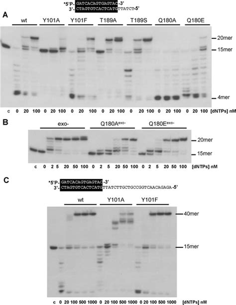 DNA polymerase/exonuclease coupled assay. (A) The assay was performed... | Download Scientific ...