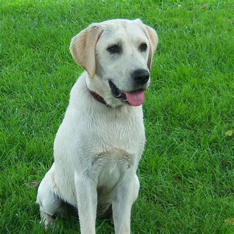 Labrador Retriever Info, Temperament, Life Span, Puppies, Pictures