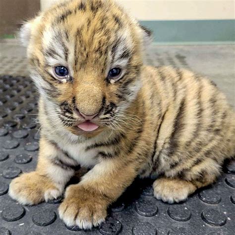 Cute Bengal Tiger Cubs