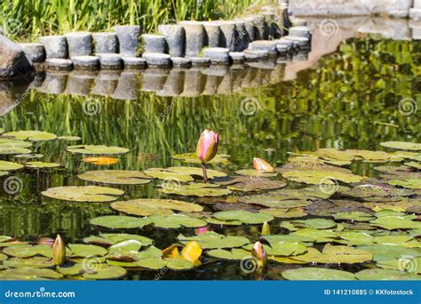 Water Lily in Koi pond stock image. Image of pond, garden - 141210885