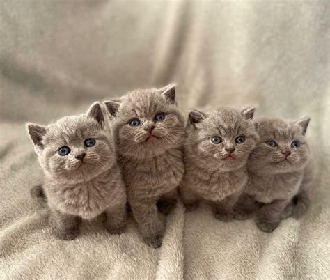 Adorable British Shorthair Kittens (Only one girl left) | in Croydon, London | Gumtree