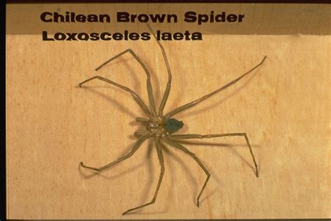 Chilean Recluse Spider