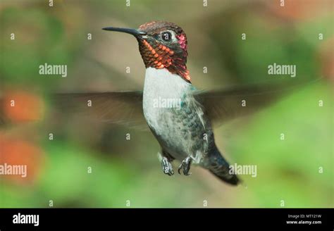 World's Smallest Bird, Bee Hummingbird (Mellisuga helenae), or Zunzuncito. Hovering, Zapata ...