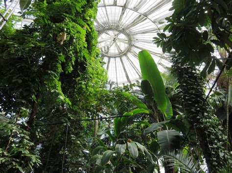 Palm House at the botanical gardens in Copenhagen. Absolutely stunning! : r/IndoorGarden