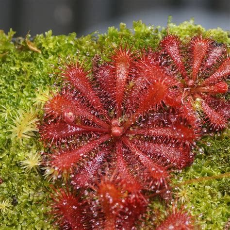 Drosera spatulata “Mini”, 25s, Carnivorous Plant Sundew Seeds – Little Green Monsters