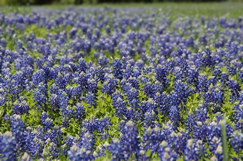 Sowing Wildflower Seeds in the Texas Hill Country