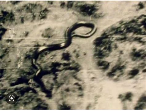 As of yet unknown species of giant snake in the Congo photographed and witnessed by 3 Dutch ...