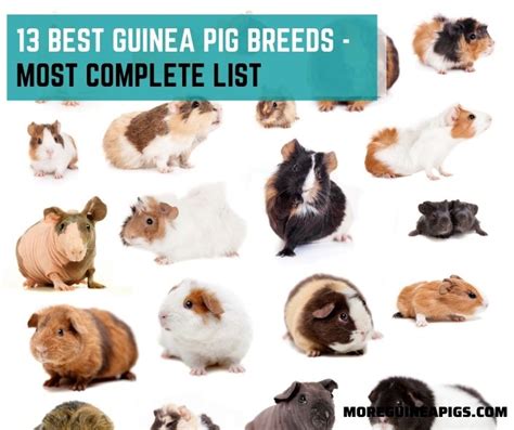 13 Best Guinea Pig Breeds - More Guinea Pigs