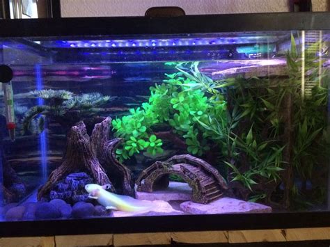 Axolotl tank | Axolotl tank, Fish tank terrarium, Fish tank decorations