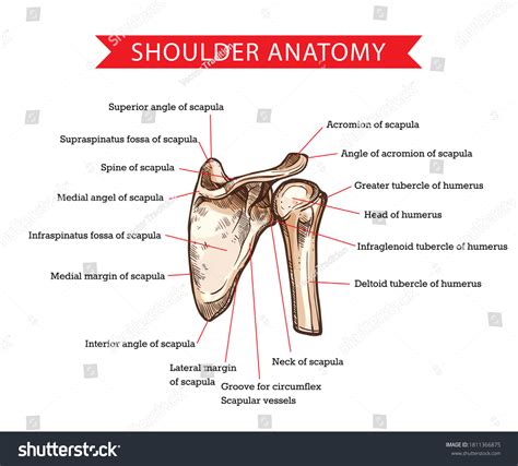 10 Infraglenoid Tubercle Images, Stock Photos & Vectors | Shutterstock