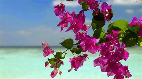 Summer Flowers Wallpaper for Desktop - WallpaperSafari