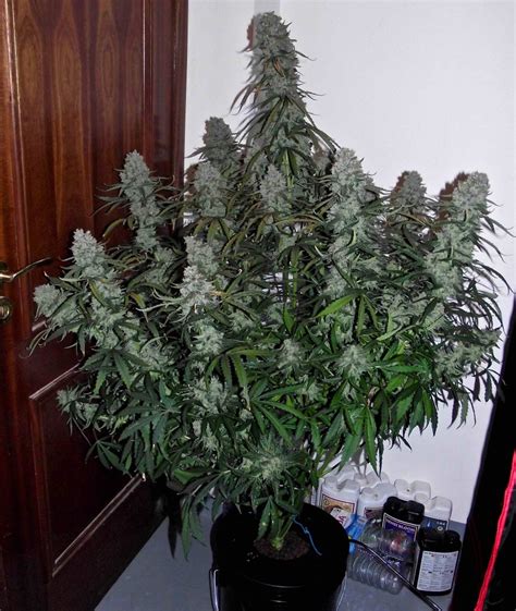 Top Dozen Autoflowering Marijuana Strains