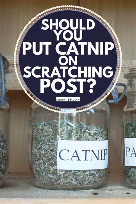 Should You Put Catnip On A Scratching Post? - The Inside Scoop