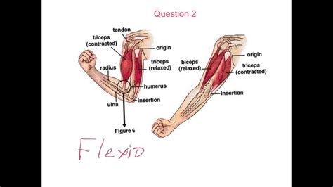 Agonist And Antagonist Muscles - cloudshareinfo