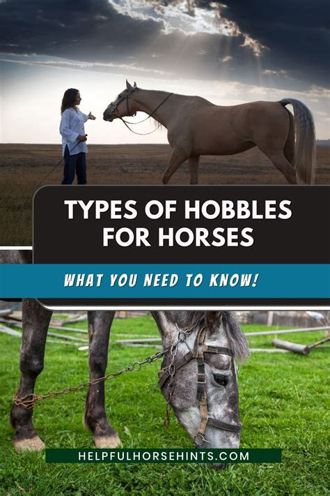 Types of Hobbles for Horses | Horses, Horse training, Horse diy