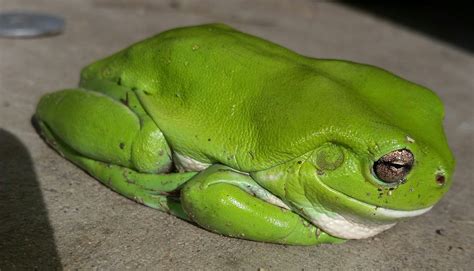 The Decline Of Australian Frogs | Yandina Community Gardens