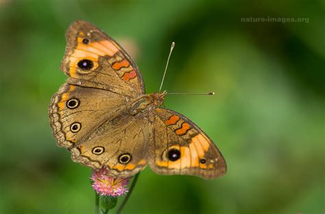 Common Buckeye Butterfly | Nature and wildlife image collection