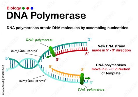 Biology diagram show process of DNA polymerase in DNA replication synthesis step Stock Vector ...