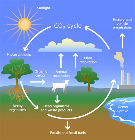 B4.1 The carbon cycle. Diagram | Quizlet