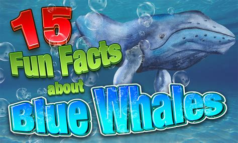 Blue Whale Pictures Facts