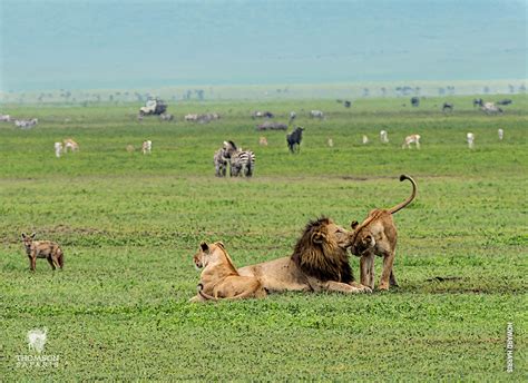 Why You Need to Visit Ngorongoro Crater on Safari - Thomson Safaris