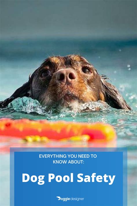 Whether you let your dog swim in the pool or not, here are some great tips for making sure all ...